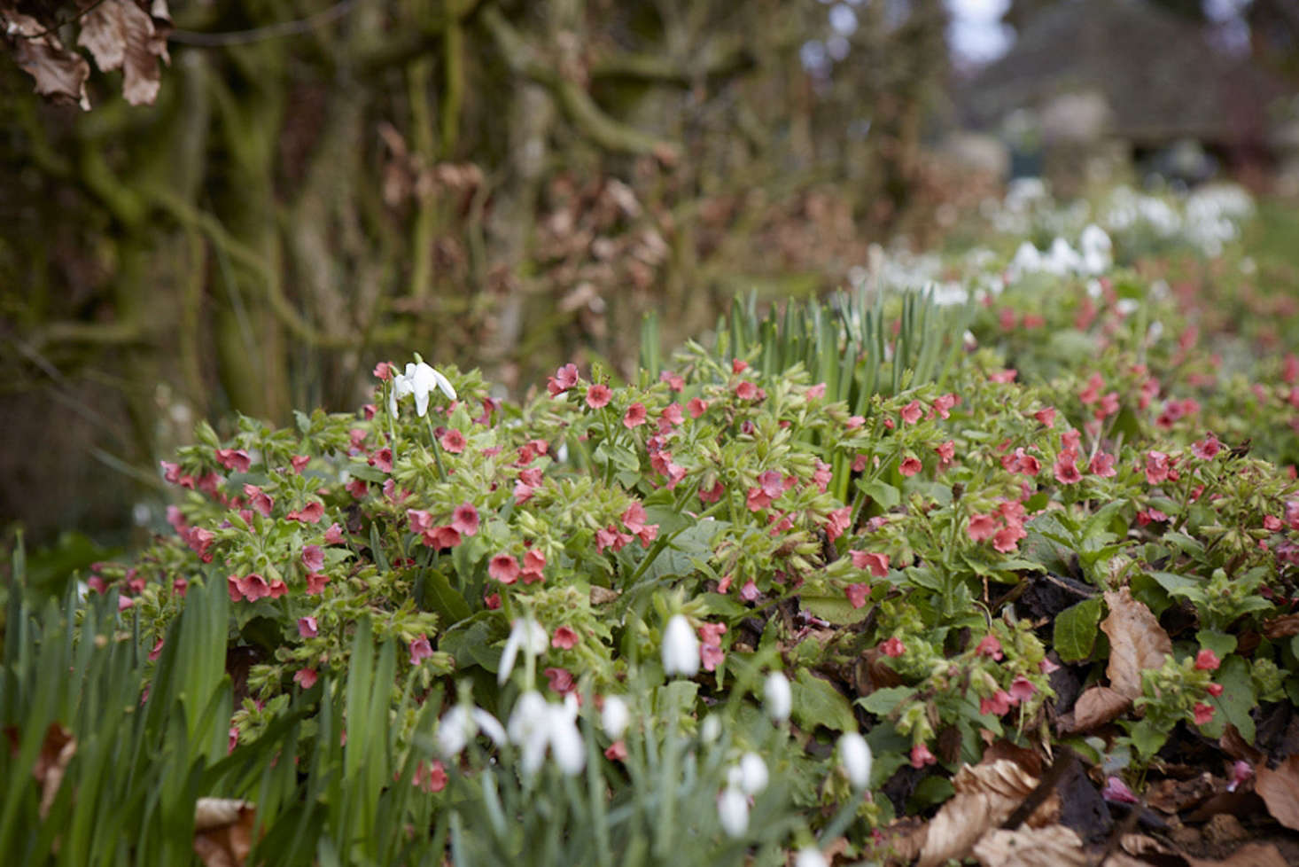 Early flowering Pulmonaria is an excellent source of nectar.