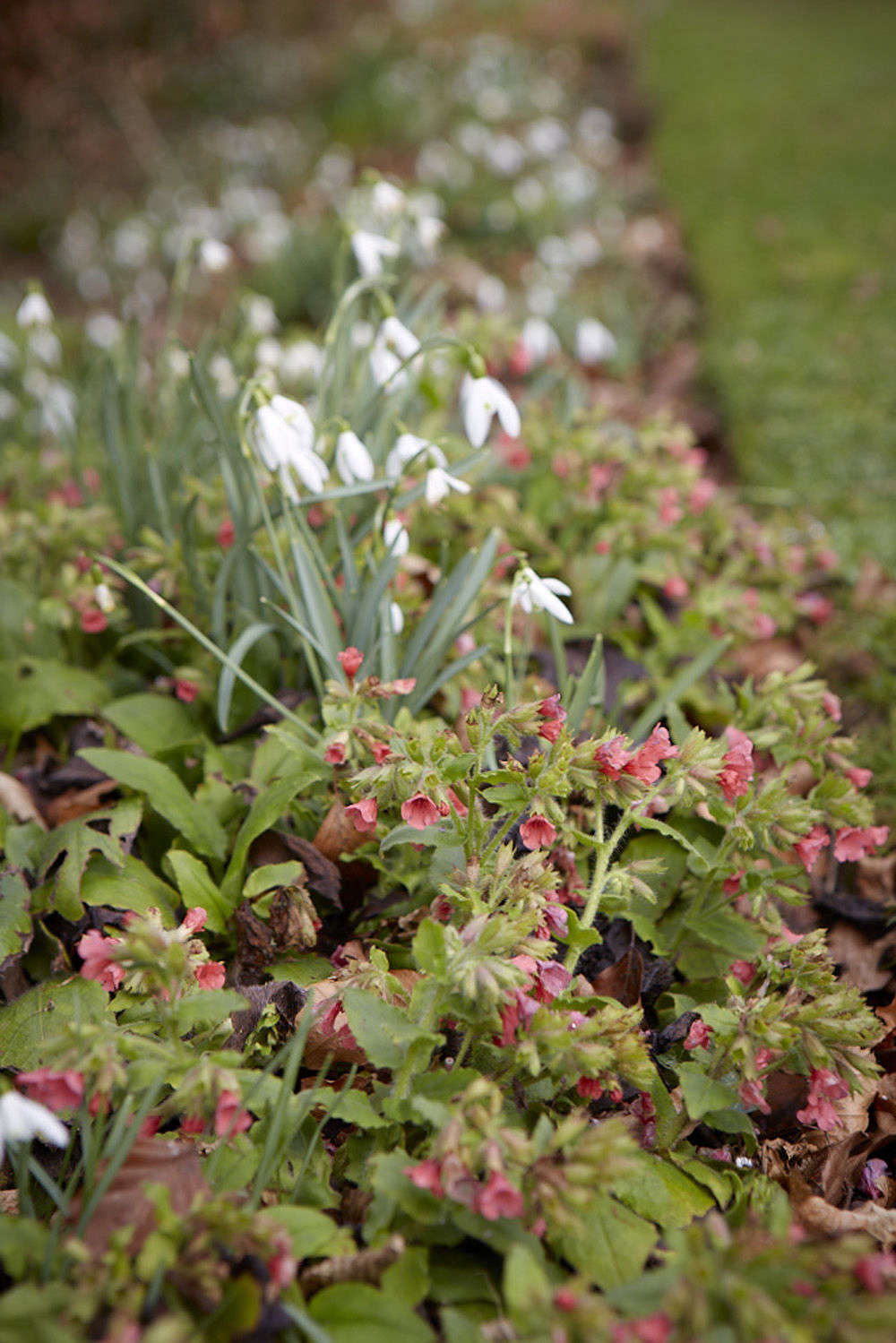 Above: Pulmonaria rubra is the color of coral, as long as there are no blues nearby to mix it up.