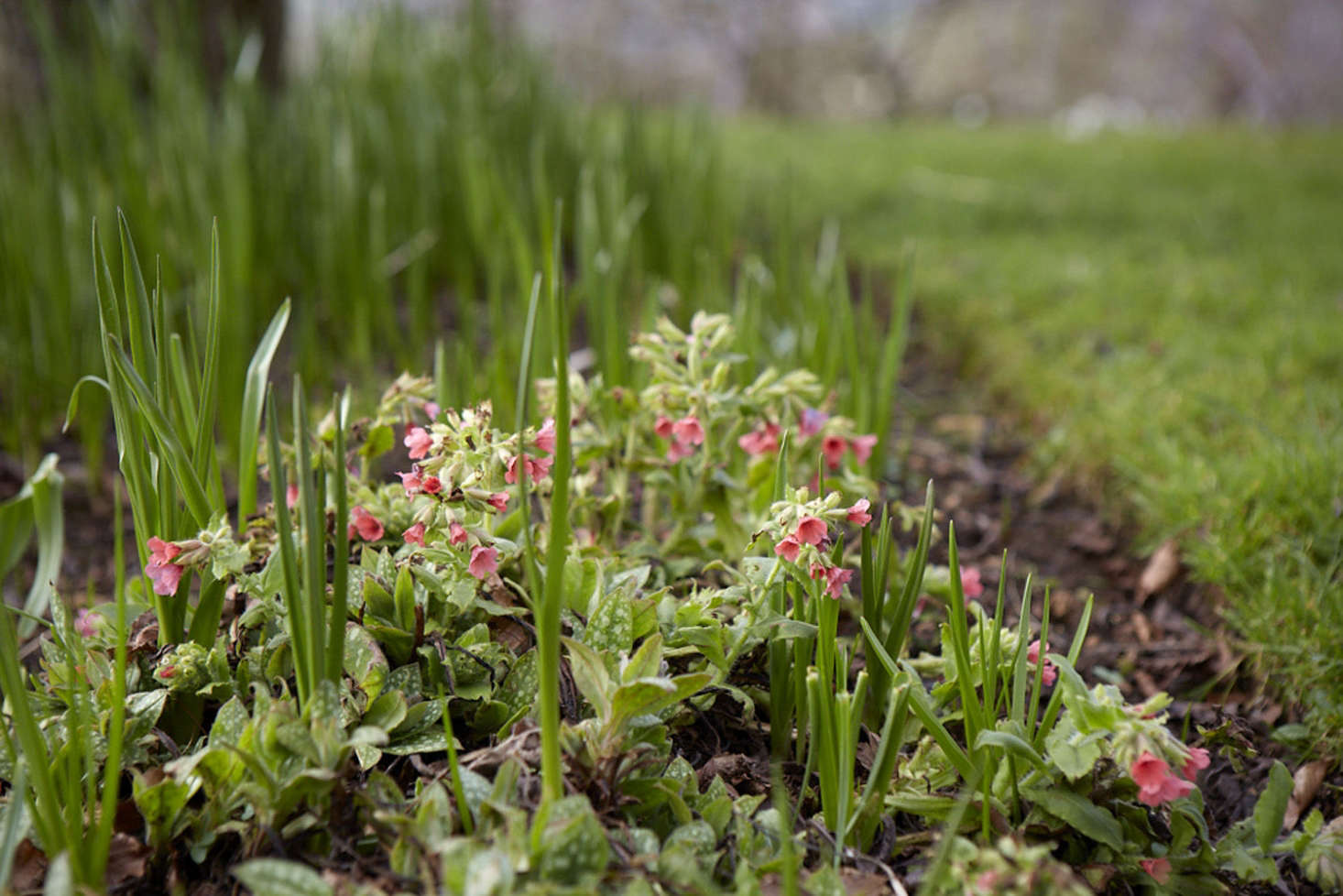 Pulmonaria in spring.