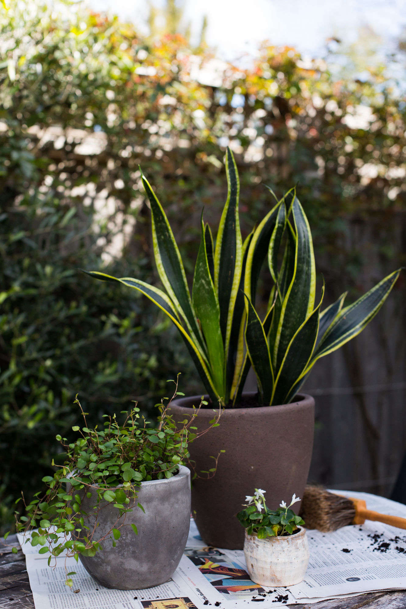 Sansevieria is happy to go outdoors in warm weather. Photograph by Mimi Giboin for Gardenista.