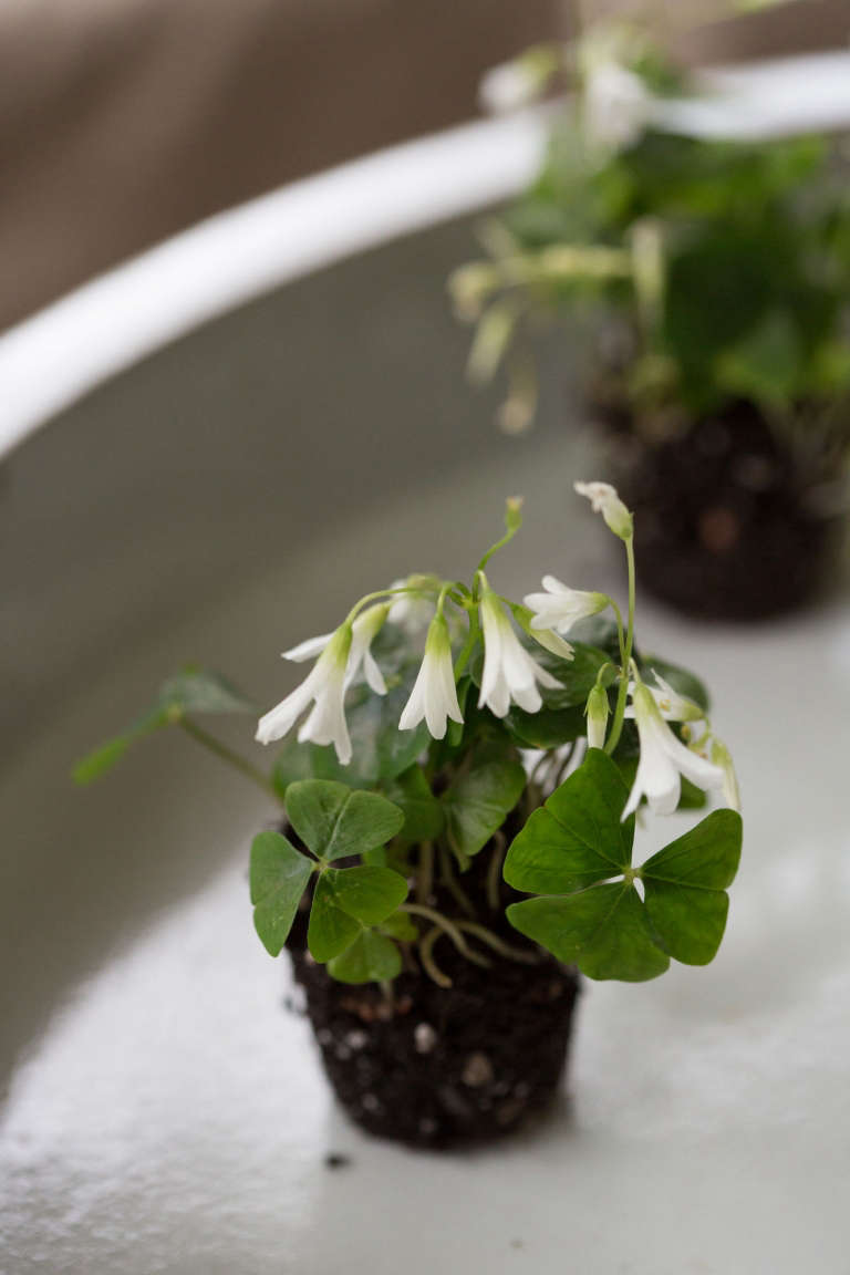 Gardening 101 False Shamrocks Gardenista