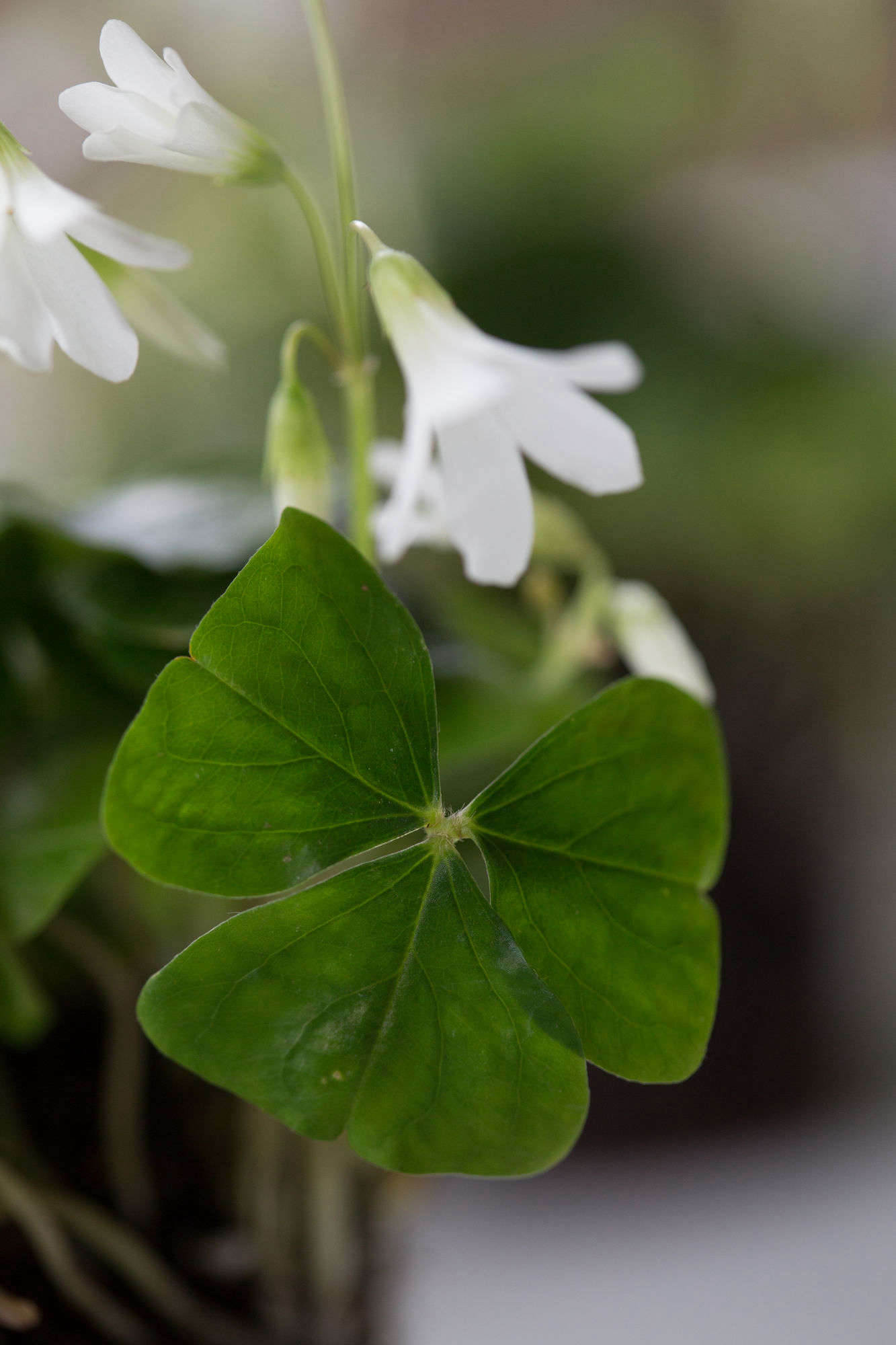 What makes this a false shamrock? It has three leaves instead of four. (A four-leafed clover is rare, and the result of a mutation.)