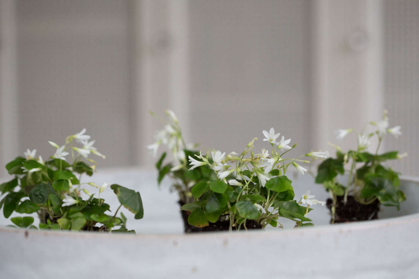 A popular cousin is O. triangularis, with purple leaves and the same cheerful disposition. Read more about it in Expert Advice: Low-Maintenance Houseplants.