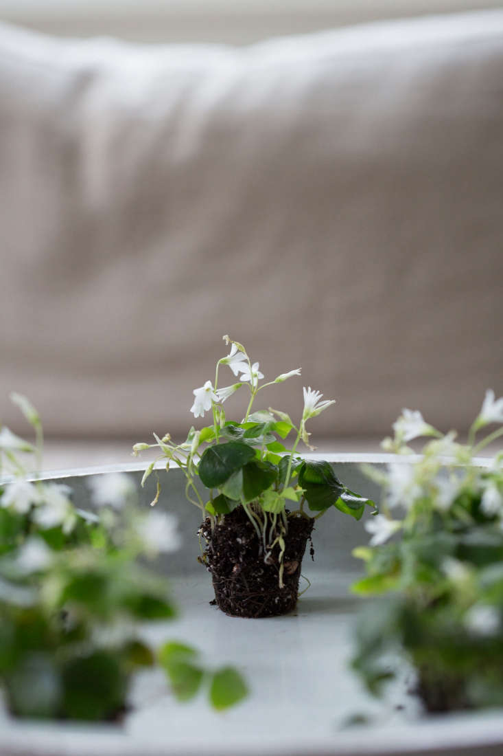 Who can&#8\2\17;t use a little extra luck? When I saw tiny, potted Oxalis regnellii in bloom at a local nursery the week before St. Patrick&#8\2\17;s Day, I bought five.You can buy Oxalis Regnellii bulbs in bulk (from \10 for \$3.30, up to 500 for \$\1\10) from Brent and Becky&#8\2\17;s.