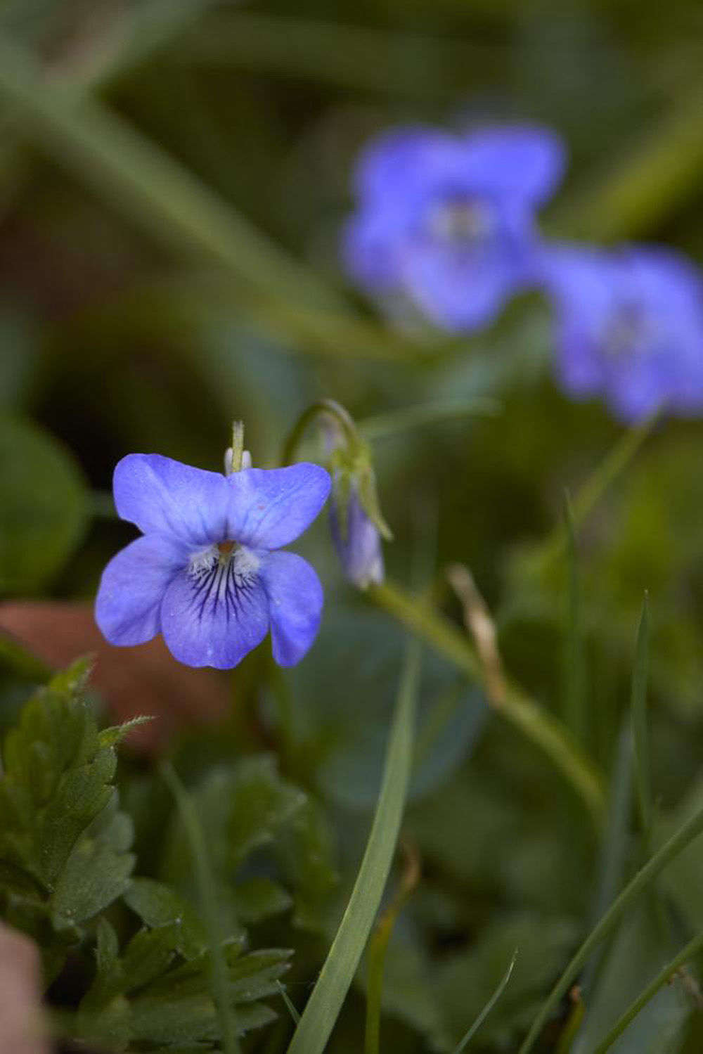 Early dog violet, (V. reichenbachiana), is also called the Pale Wood Violet or Woodland Violet.