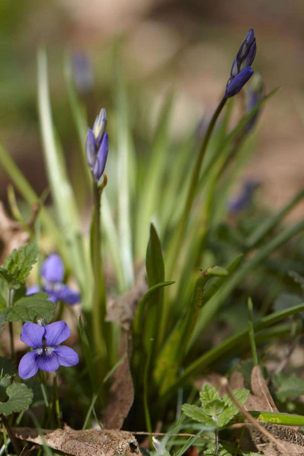 Violets growing in leaf litter with bluebells.