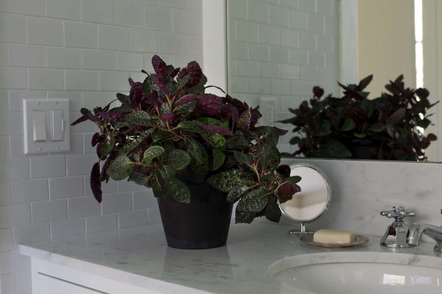 A waffle plant likes indirect light and should be kept away from windows. Photograph by Mimi Giboin from Best Houseplants: 9 Indoor Plants for Low Light.