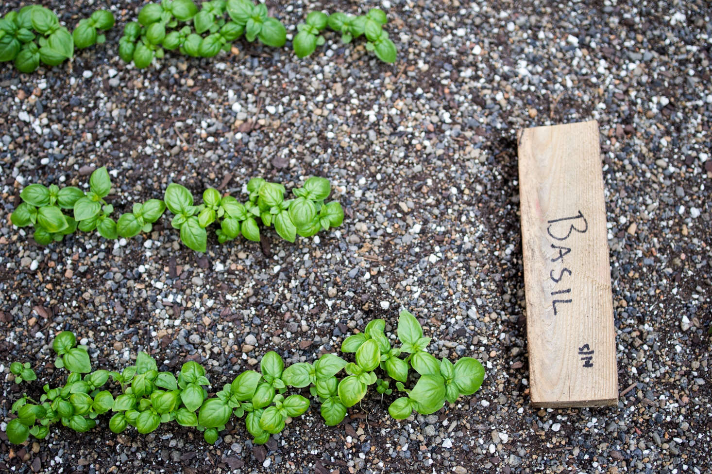 Restaurant Visit A Secret Roof Garden at Rosemary's in Greenwich