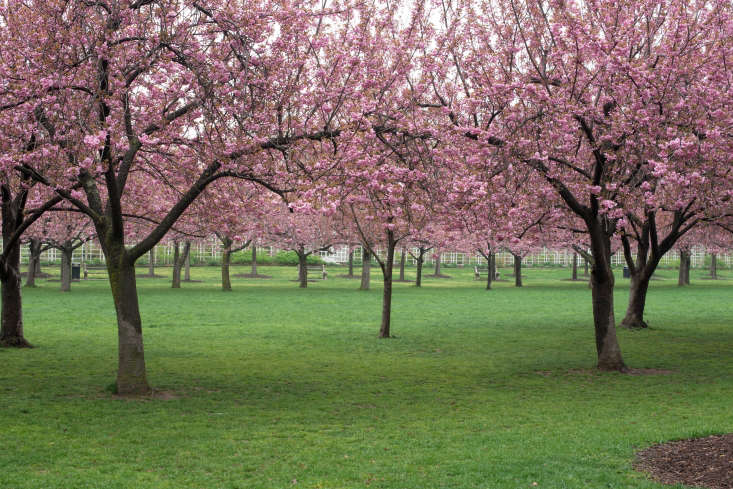 On the Esplanade, oft-photographed rows of &#8\2\16;Kanzan&#8\2\17; trees boast the cultivar&#8\2\17;s &#8\2\20;extravagant&#8\2\2\1; blooms.