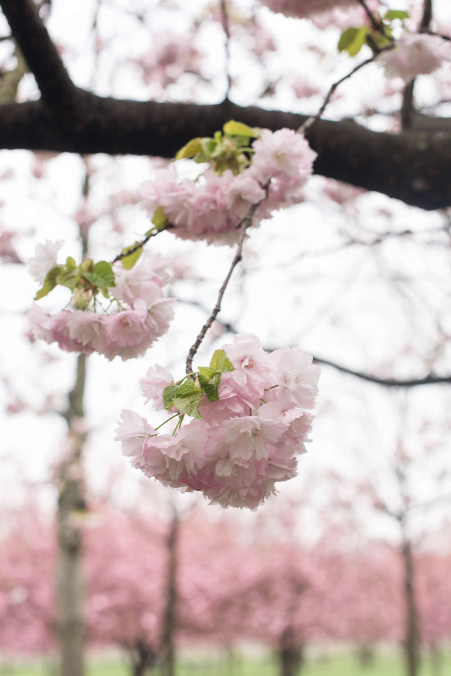 Classic beauty: the pink blooms of the Prunus serrulata 