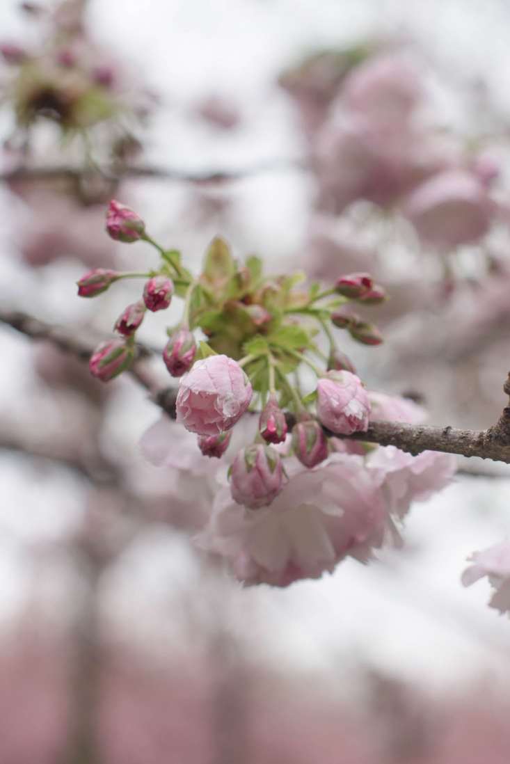 The buds, caught in a spring rain.