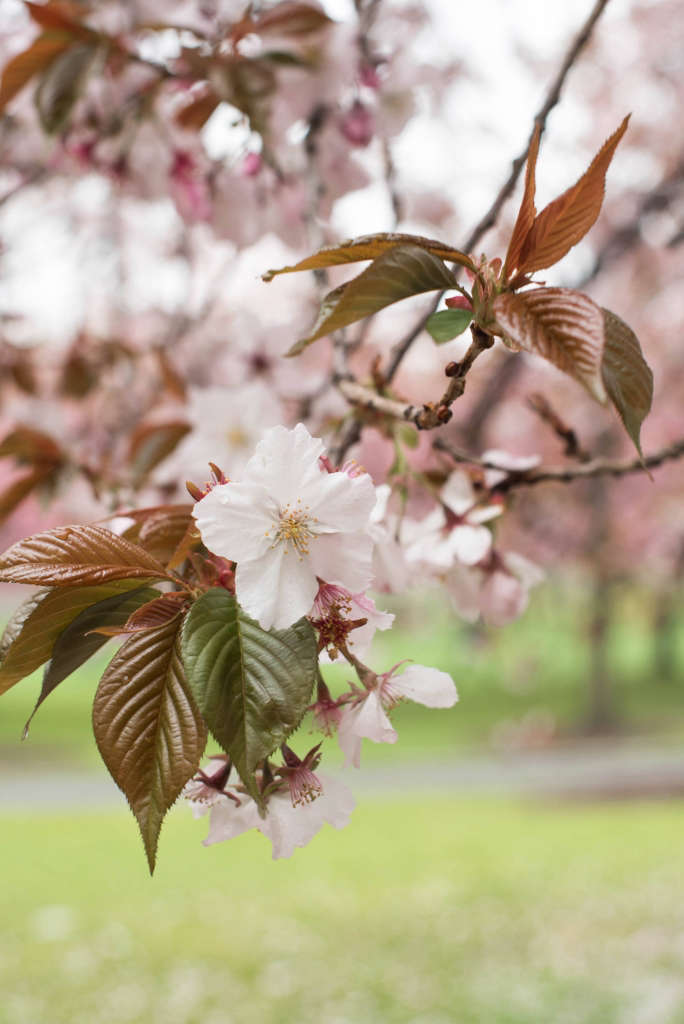 Cherry Blossoms 7 Trees to See at Brooklyn Botanic Garden's Festival Gardenista