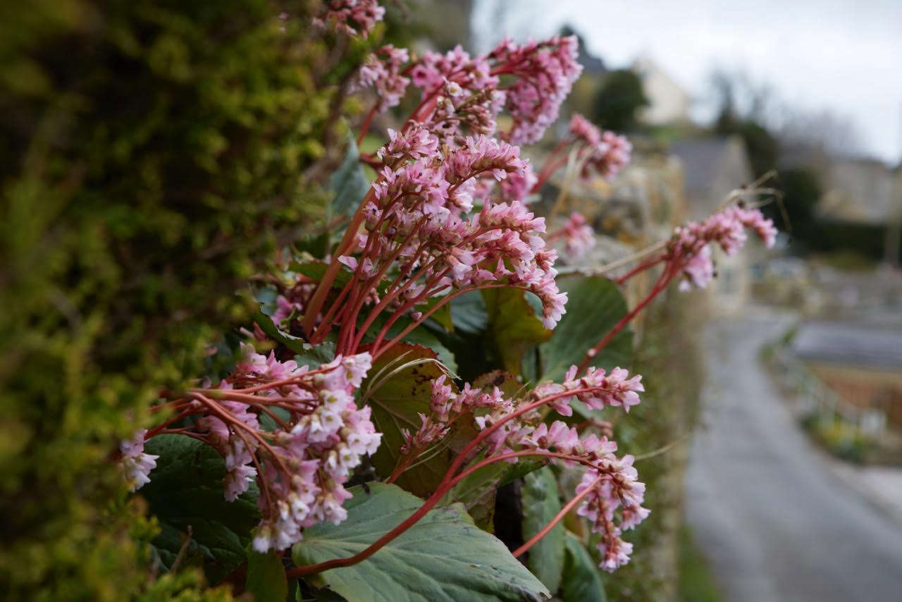 Bergenia, providing nectar in early spring.
