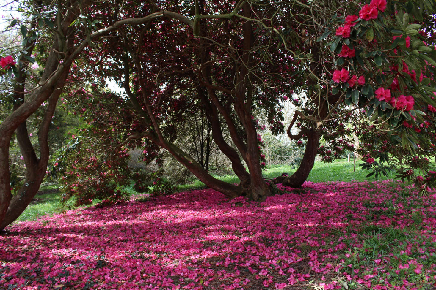 Rhododendrons create a carpet of color. Photograph by Kendra Wilson.