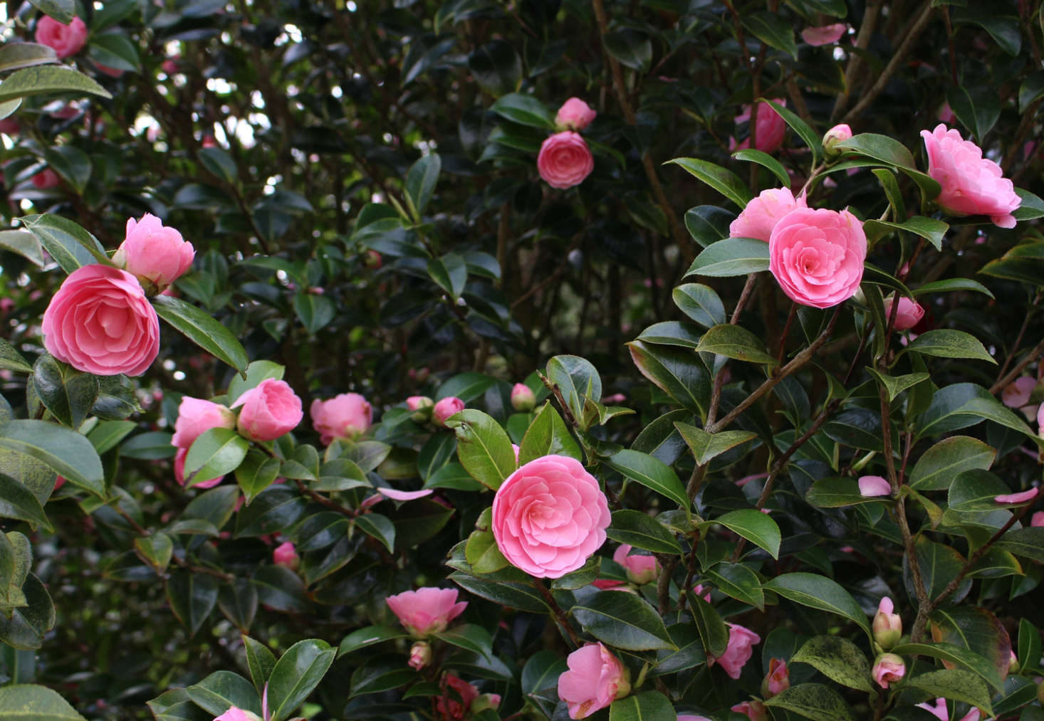‘E.G. Waterhouse’, a Williams-raised camellia growing along the driveway where it was raised, at Caerhays Castle in Cornwall. Photograph by Kendra Wilson, from Landscaping Ideas: The Case for Camellias.
