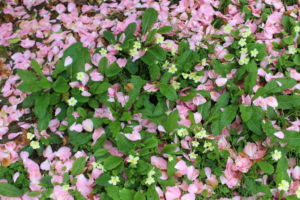 Landscaping Ideas The Case for Camellias Gardenista