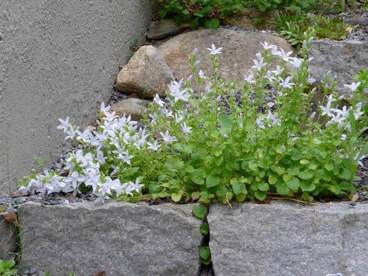 Campanula poscharskyana &#8\2\16;E.H. Frost&#8\2\16; via Russell Wholesale.