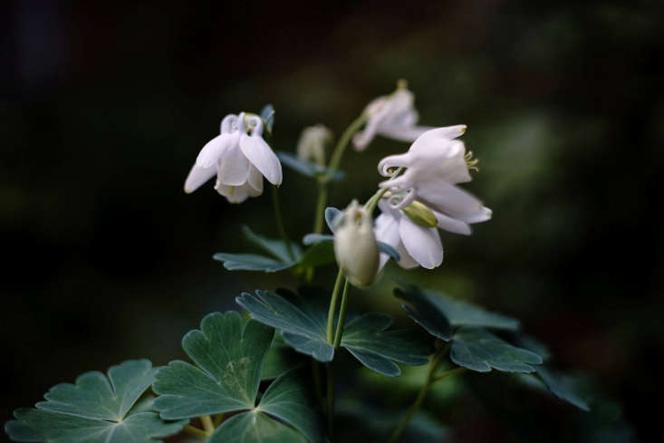 Columbines are great at self-seeding. Photograph by Takashi M via Flickr, from Columbine: A Springtime Flower That Arrives on the Wind.