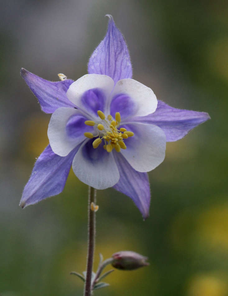 Columbines look like colorful blooming snowflakes. Here Aquilegia ottonis ssp amaliae blooms in Greece. Photograph by Miltos Gikas via Flickr.