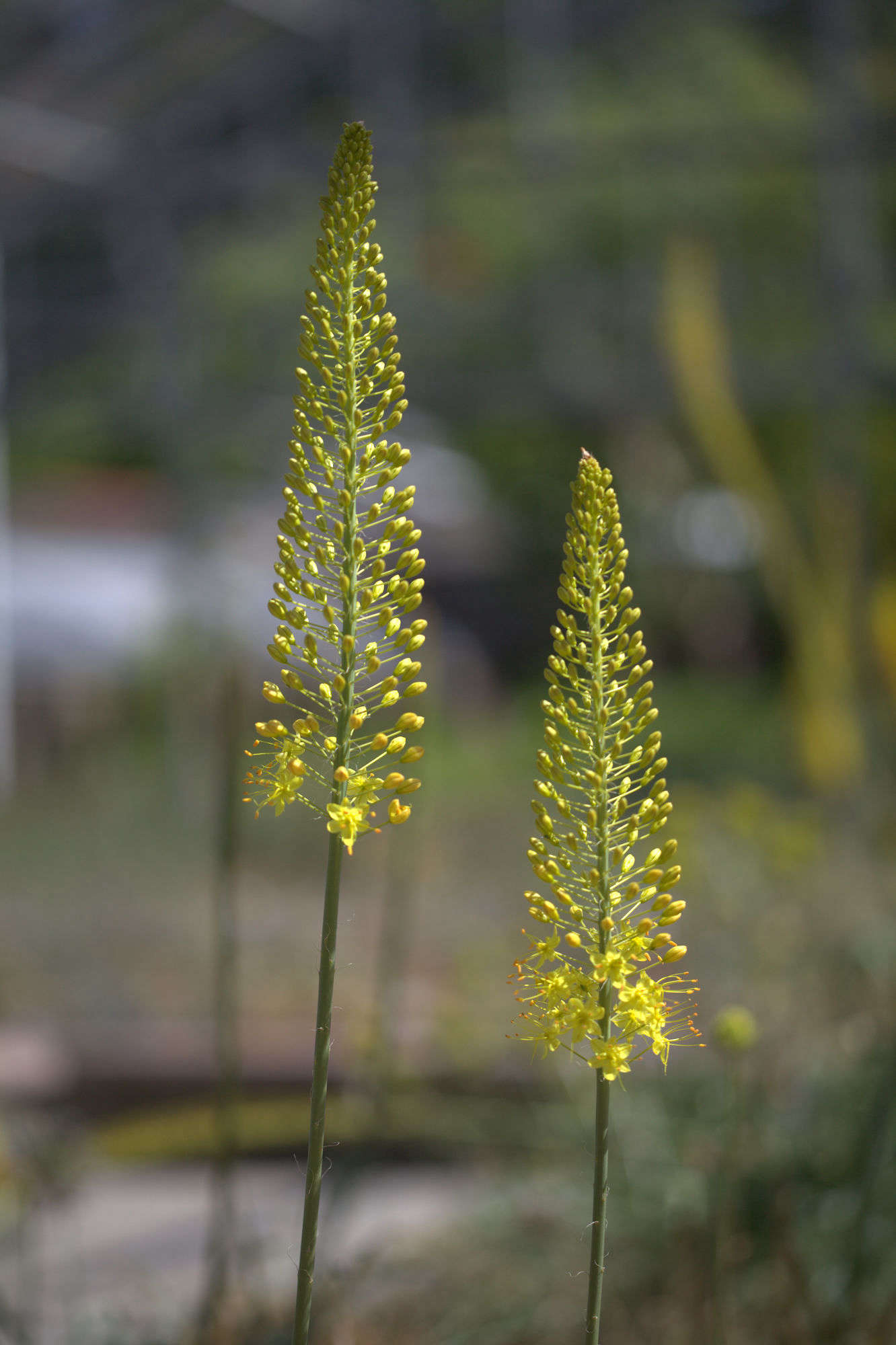 Eremurus x albocitrinus in bloom in Gothenburg. Photograph by Averater via Wikimedia.