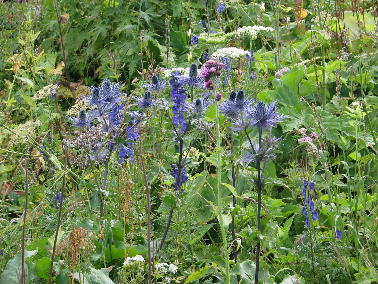 Eryngium alpinum grows among delphiniums in a naturalistic setting. Photograph by Peganum via Flickr.