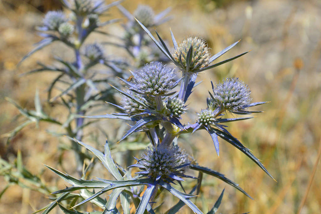 Eryngium amethystinum. Photograph by Irene Grassi via Flickr.