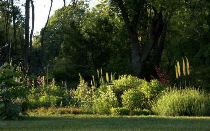 The tall yellow spikes of foxtail lily catch sunlight in a June flower border. Photograph by Bev Wagar via Flickr.