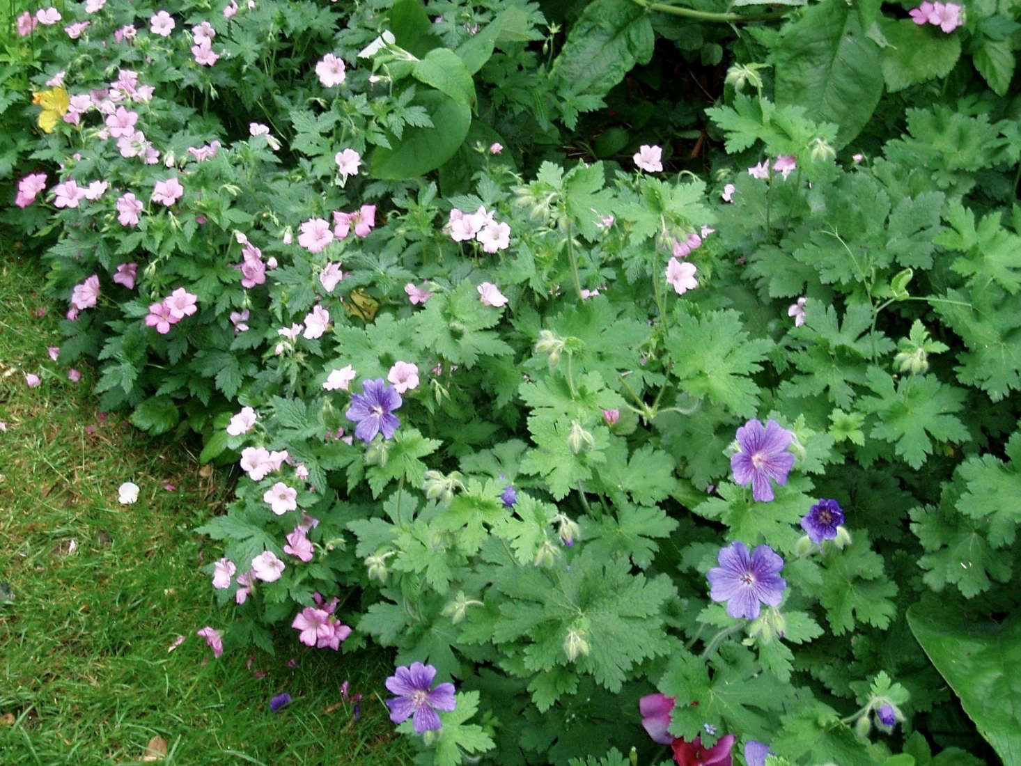 A border of geraniums edges a garden bed. Photograph by Amanda Slater via Flickr.
