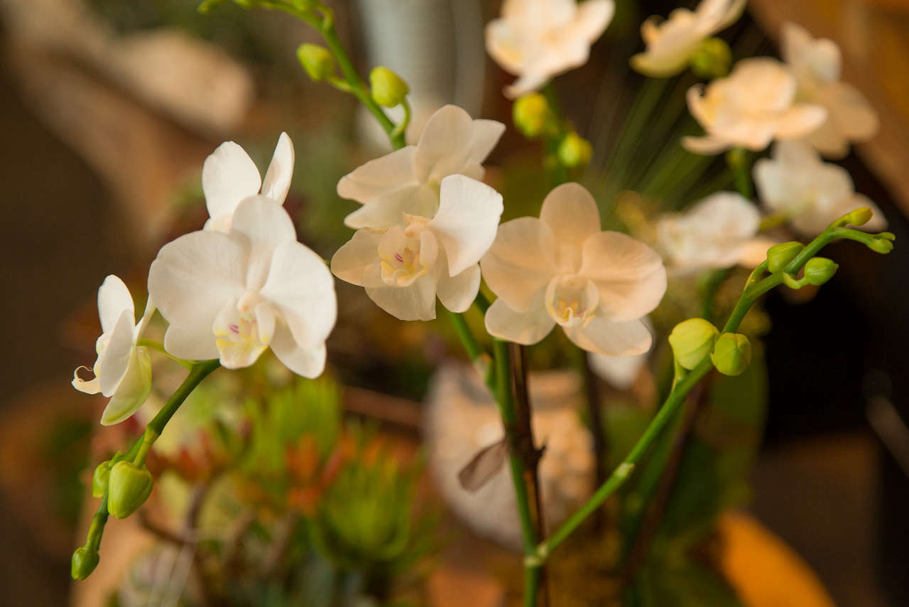 Phalaenopsis orchids (also known as moth orchids) 