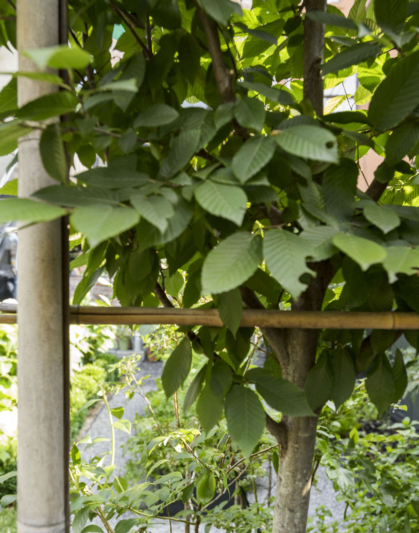 Pleached hornbeams. Photograph by Matthew Williams for Gardenista