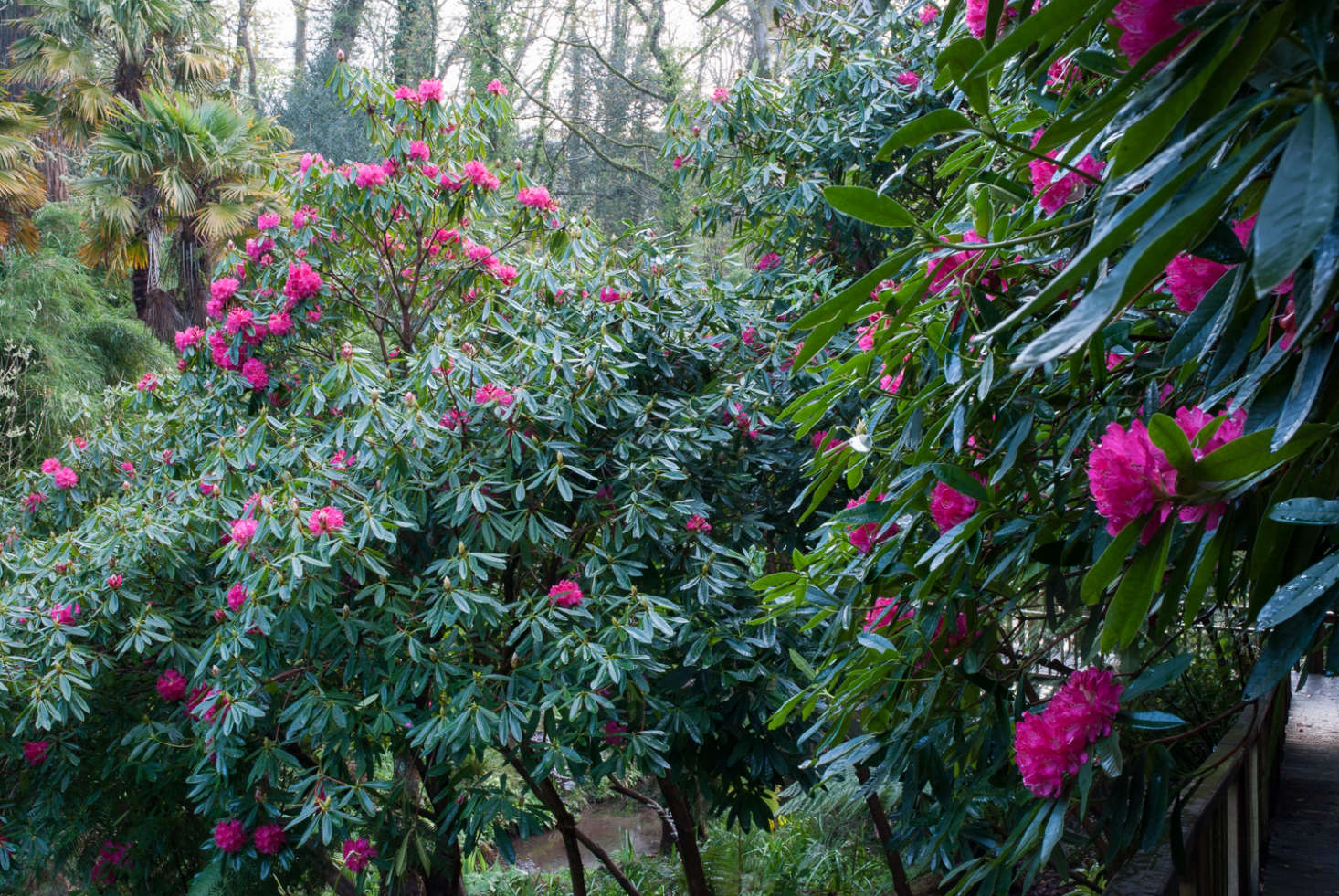 Jungly rhododendrons and palms in Cornwall.