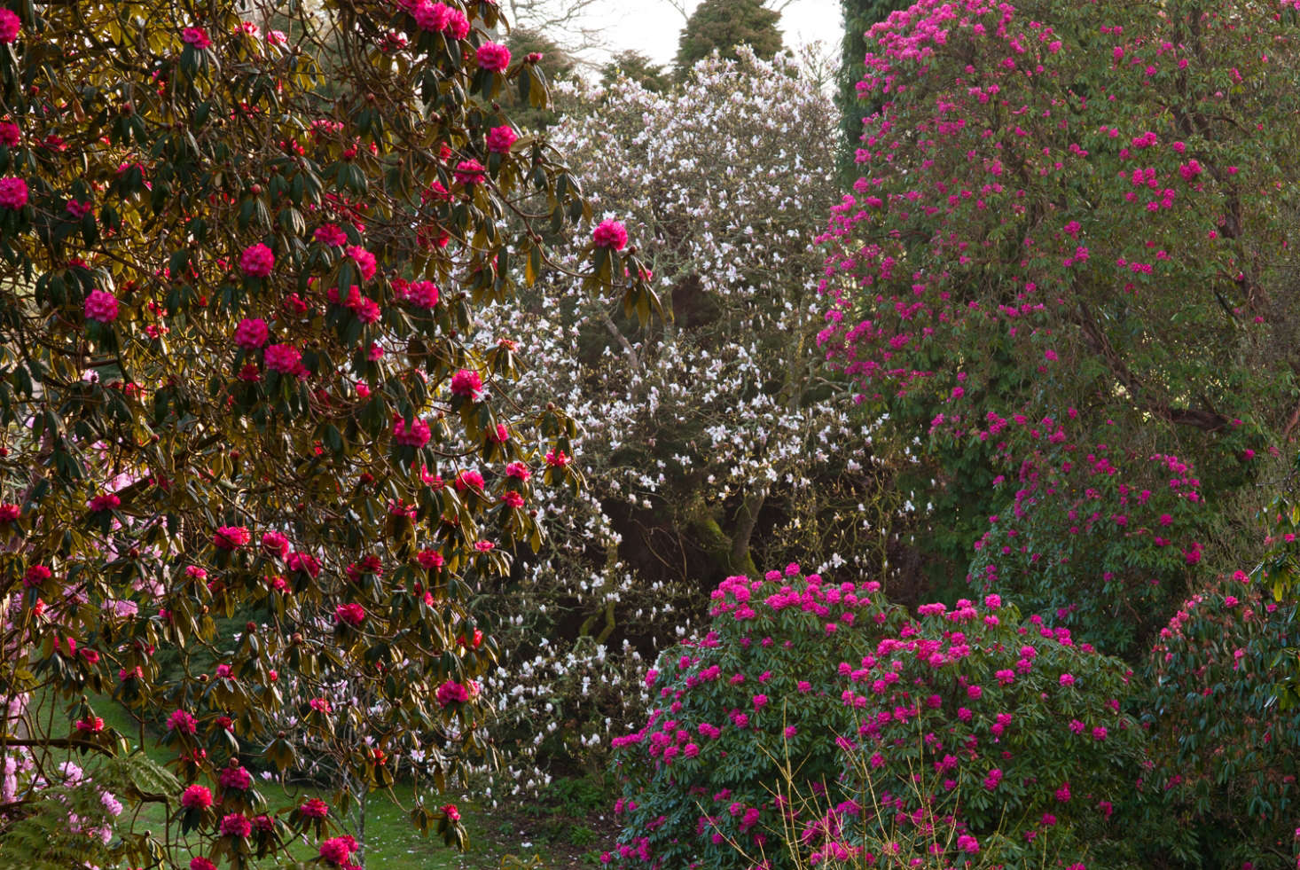 Super-sized rhododendrons in Cornwall.