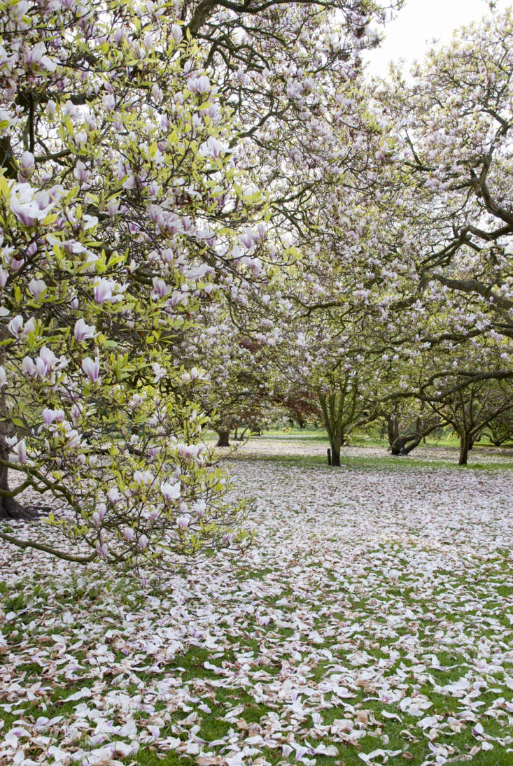 Magnolias turning the grass pink in Wales.