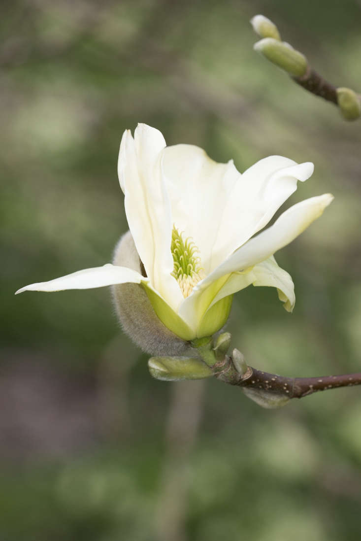  Magnolia acumimata x denudata &#8\2\16;Sundance&#8\2\17; opens as a tulip shape, reflexing to a saucer, with a light scent.