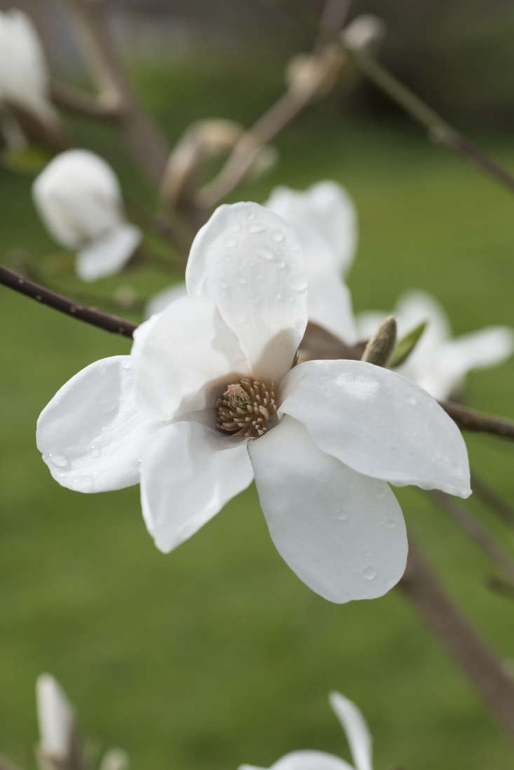  An eight-foot specimen of Magnolia x loebneri &#8\2\16;Snow Drift&#8\2\17; is £376.6\2 from Majestic Trees.