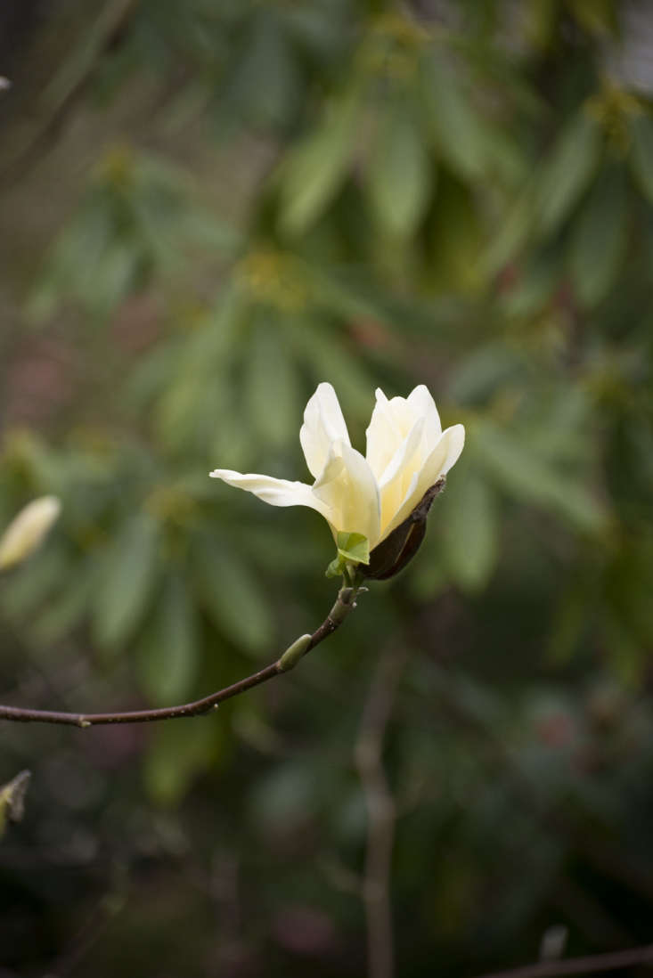 Yellow magnolia &#8\2\16;Sun Ray.&#8\2\17;