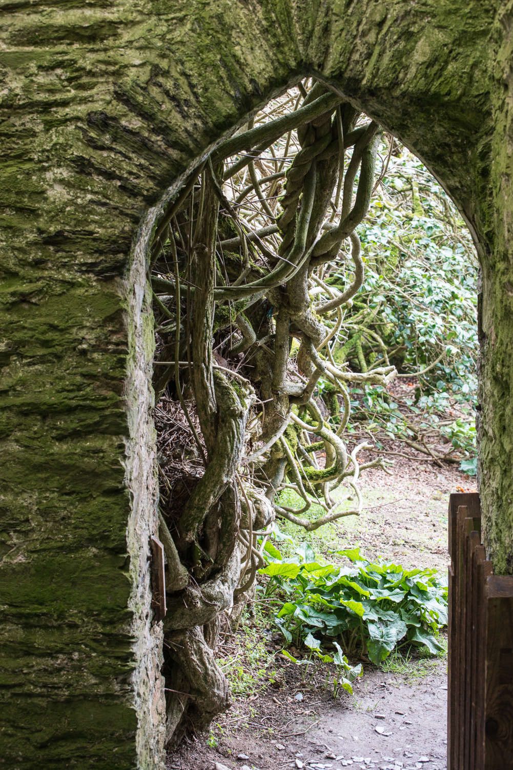 Rain and wind batters the estate but the garden thrives within a shelter belt of trees and giant shrubs. Pines provide a tall backdrop to troops of laurels and of course, rhododendrons.