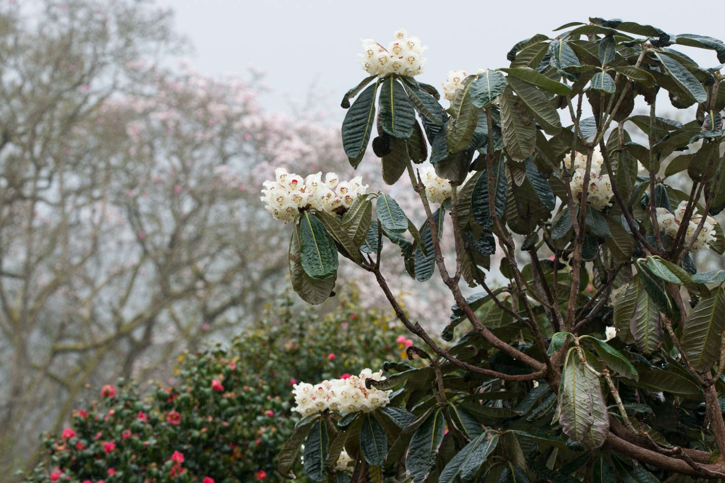 Rhododendrons at Caerhays in Cornwall.