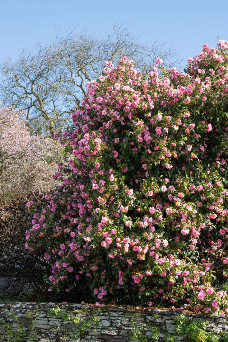 Camellias growing en masse in Cornwall, against a clear blue sky.