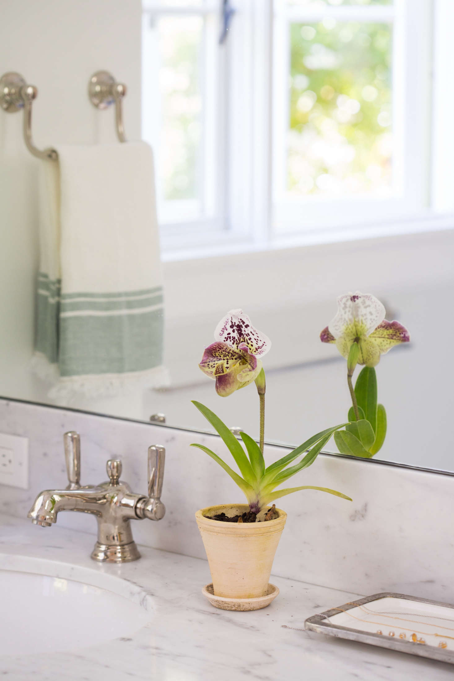 Photograph by Mimi Giboin for Gardenista. See more at Best Indoor Plants: 6 Flowering Orchids to Grow.