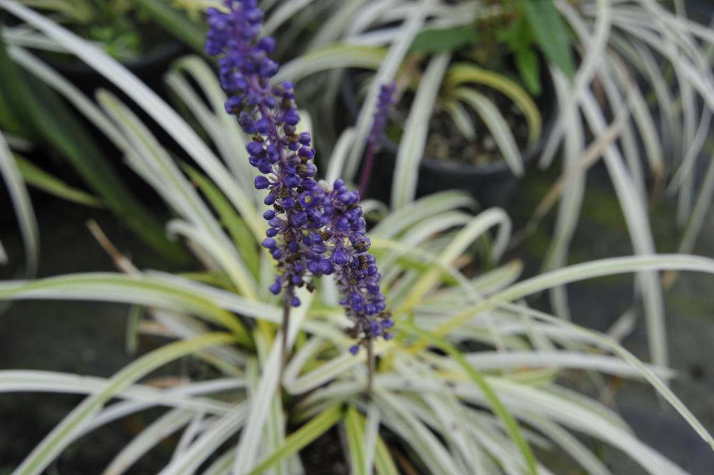 Liriope 