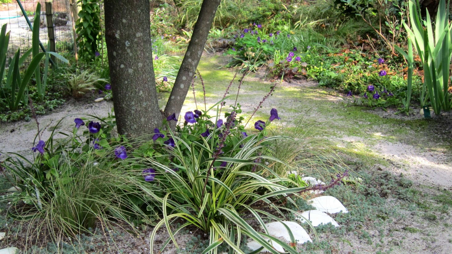 In the foreground, variegated Liriope 