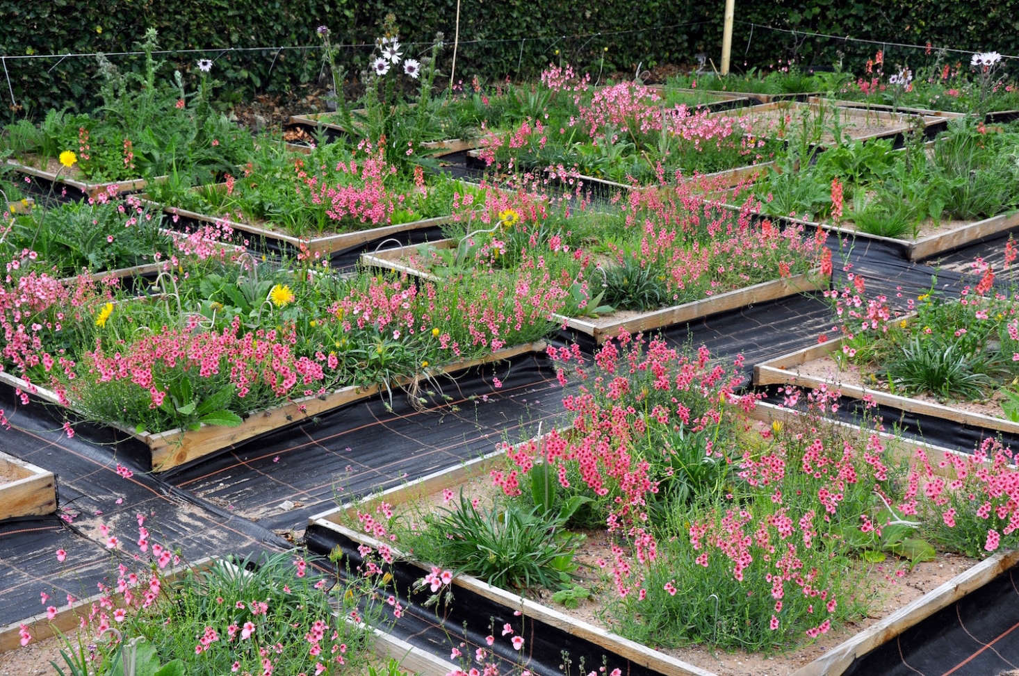 Hitchmough tests potential planting designs in beds that can be from one to eight feet square. It allows him to see how plants will work together visually, but just as important, how they will coexist.