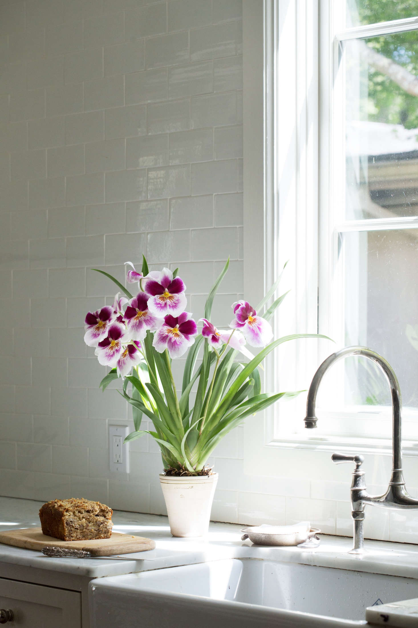 A Miltonia orchid is happy in a clay pot (with proper drainage). Photograph by Mimi Giboin.