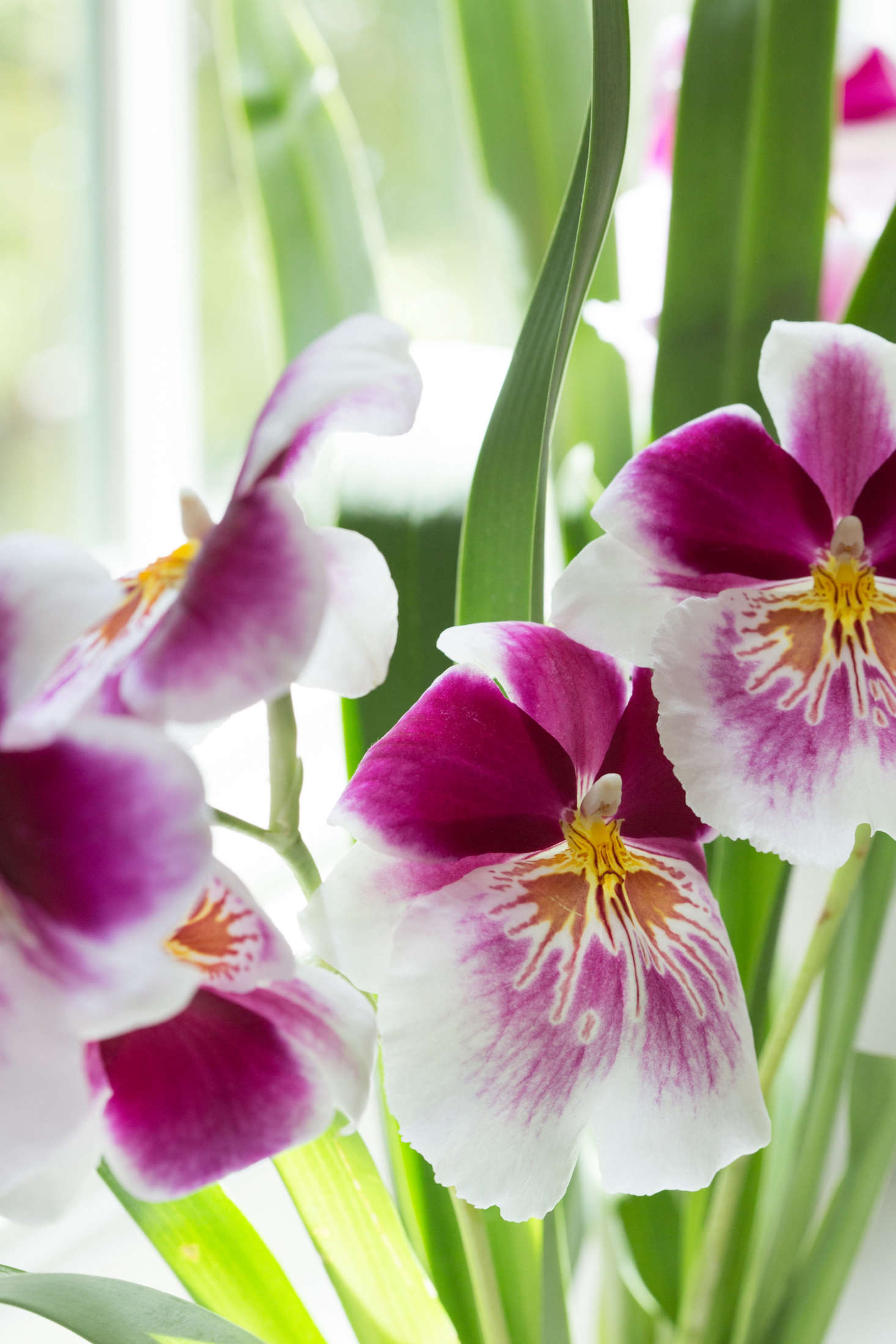 Known for its lovely perfume, a Miltonia orchid is the one that smells like Hawaii. Close your eyes and hear gentle waves as they wash over the warm sand at your feet.