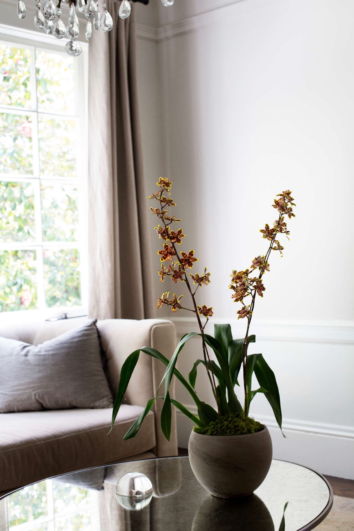 A lacy-flowered Oncidium orchid. Photograph by Mimi Giboin.