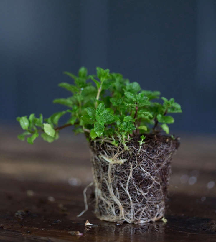 Moroccan Mint; a seedling in a 4-inch pot is \$5.95 from Annie&#8\2\17;s Annuals.