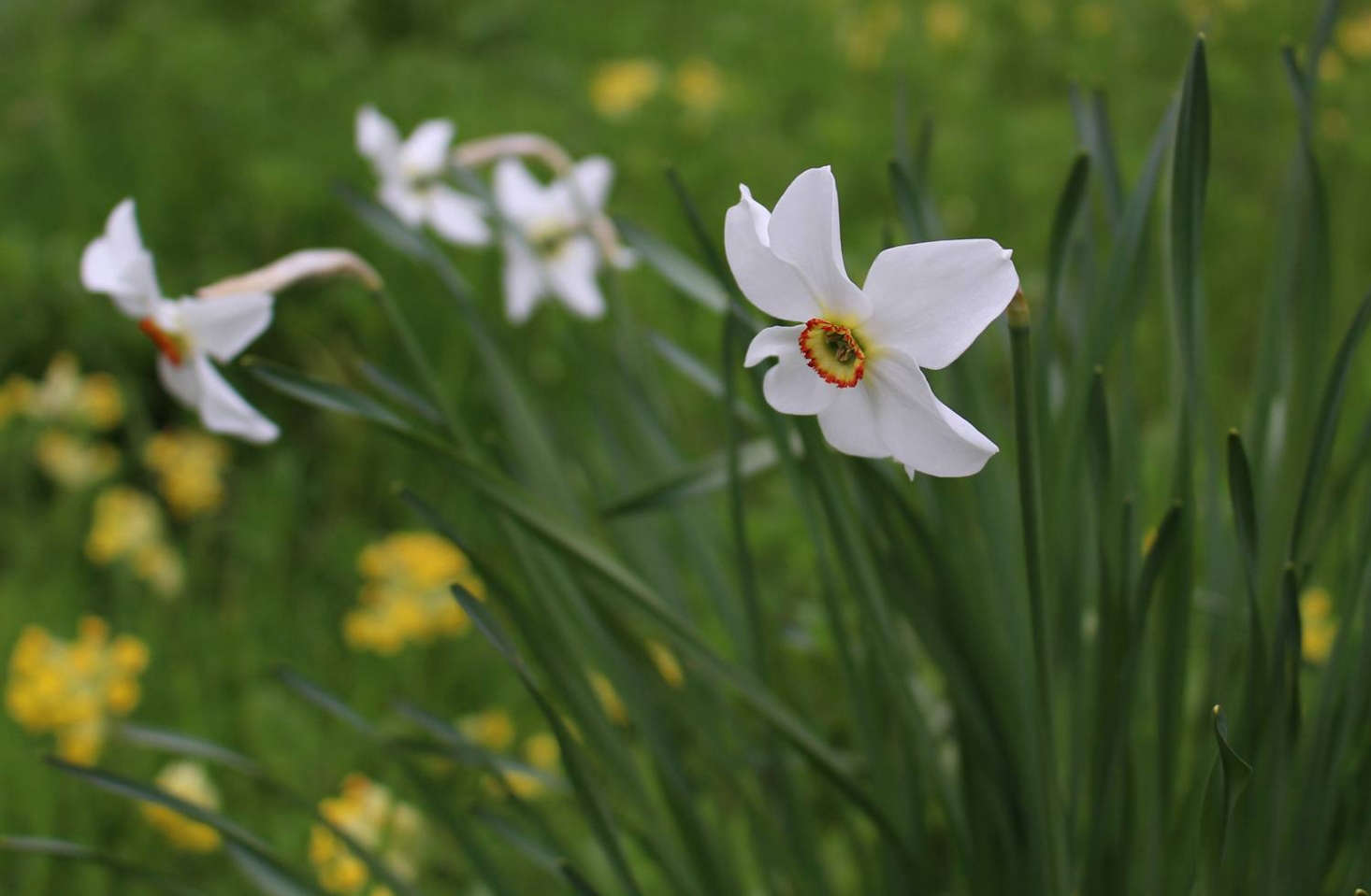 Narcissus poeticus var. recurvus 