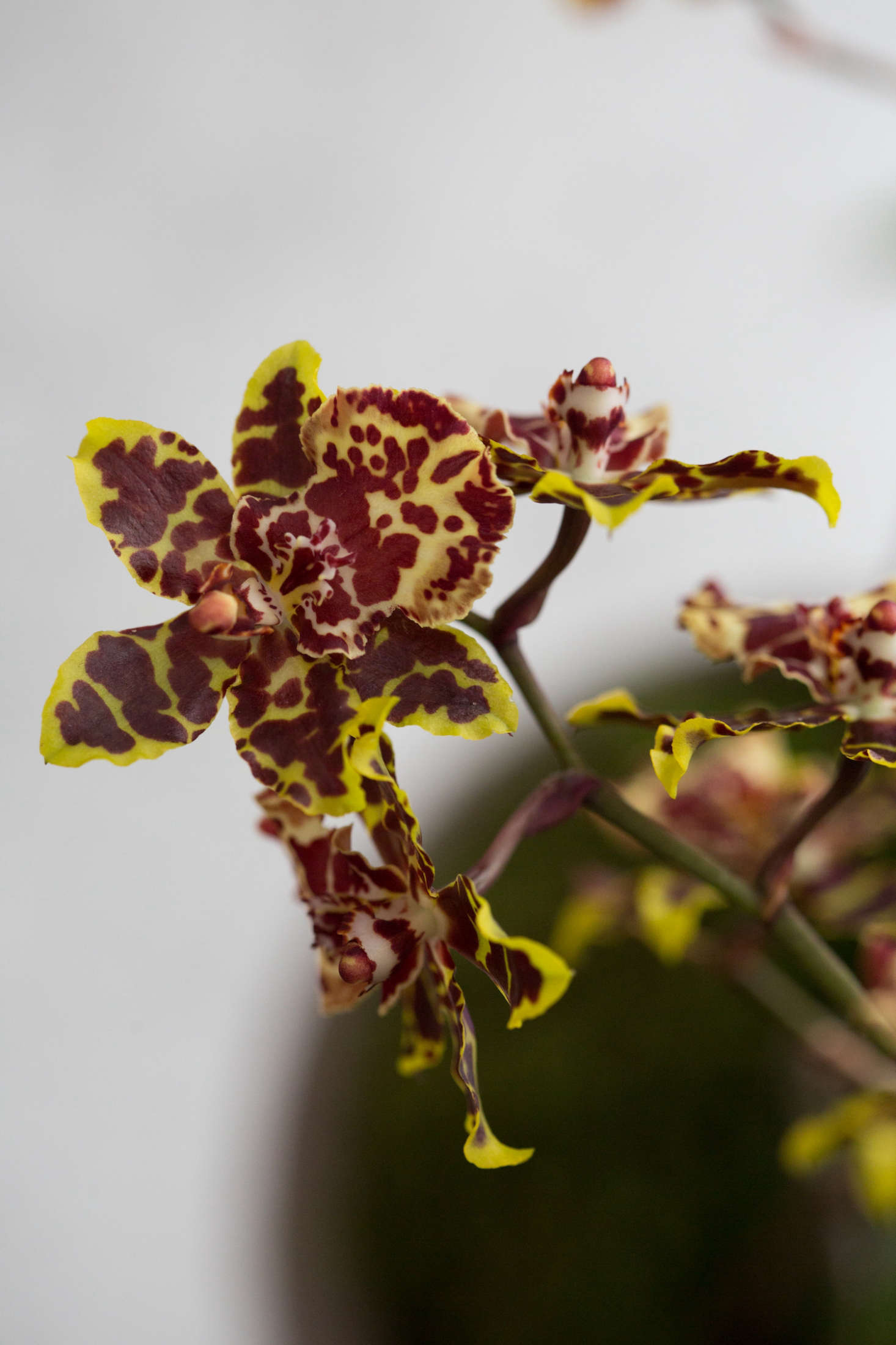 With ruffled petals, oncidiums typically bloom in shades of yellow, white, pink, or red.
