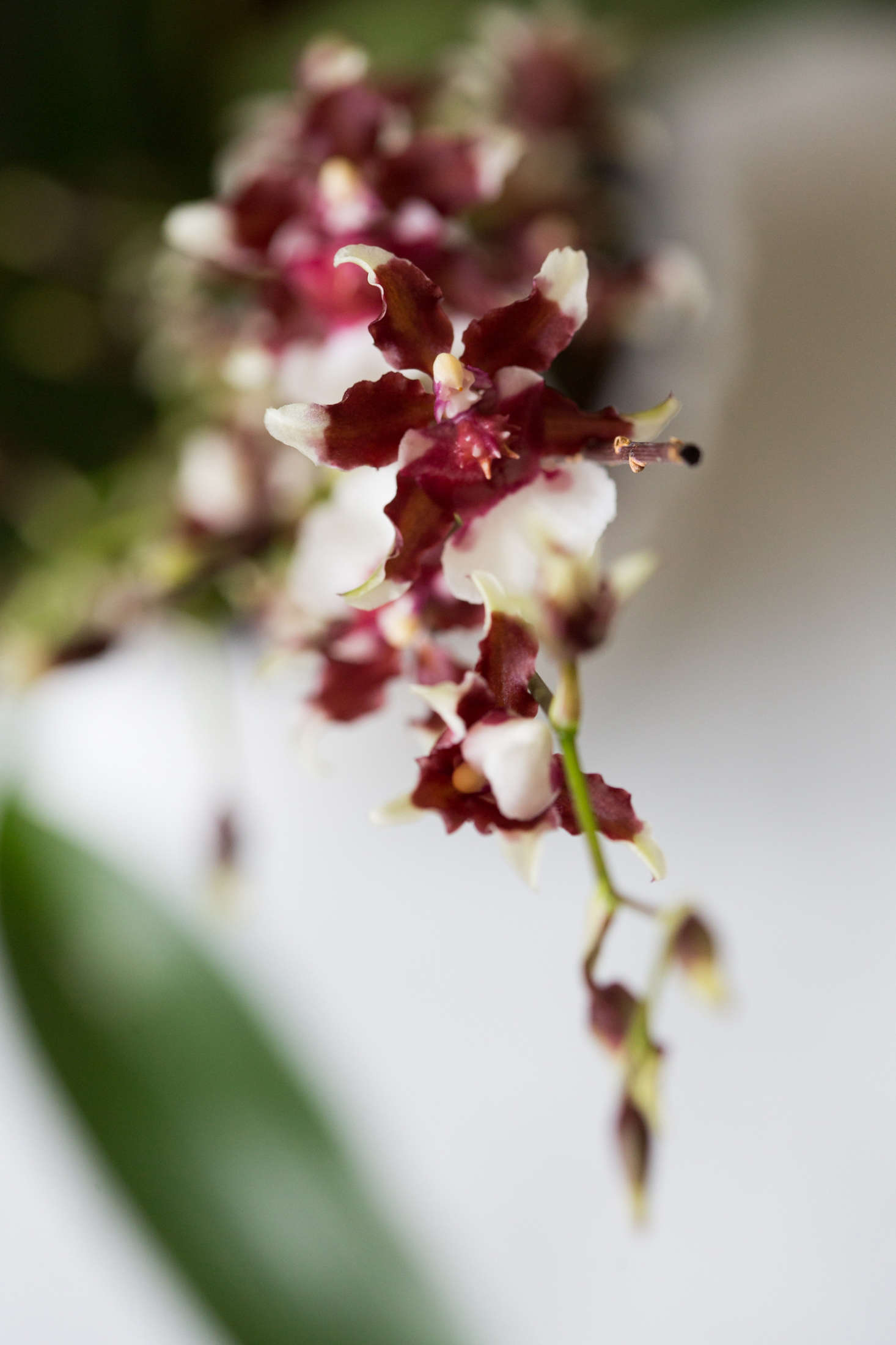 A chocolate-colored Oncidium 